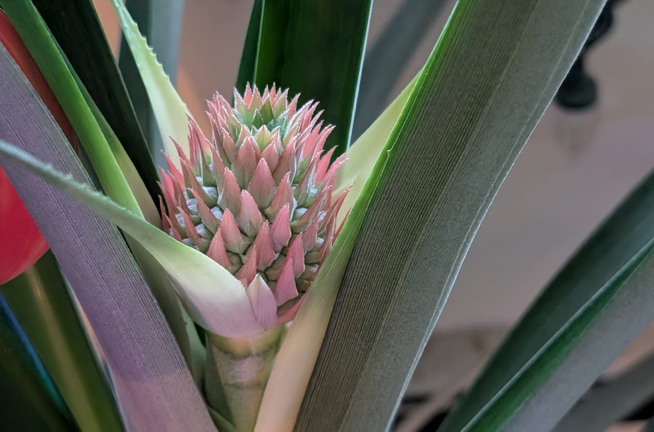 A pineapple plant with a small fruit.