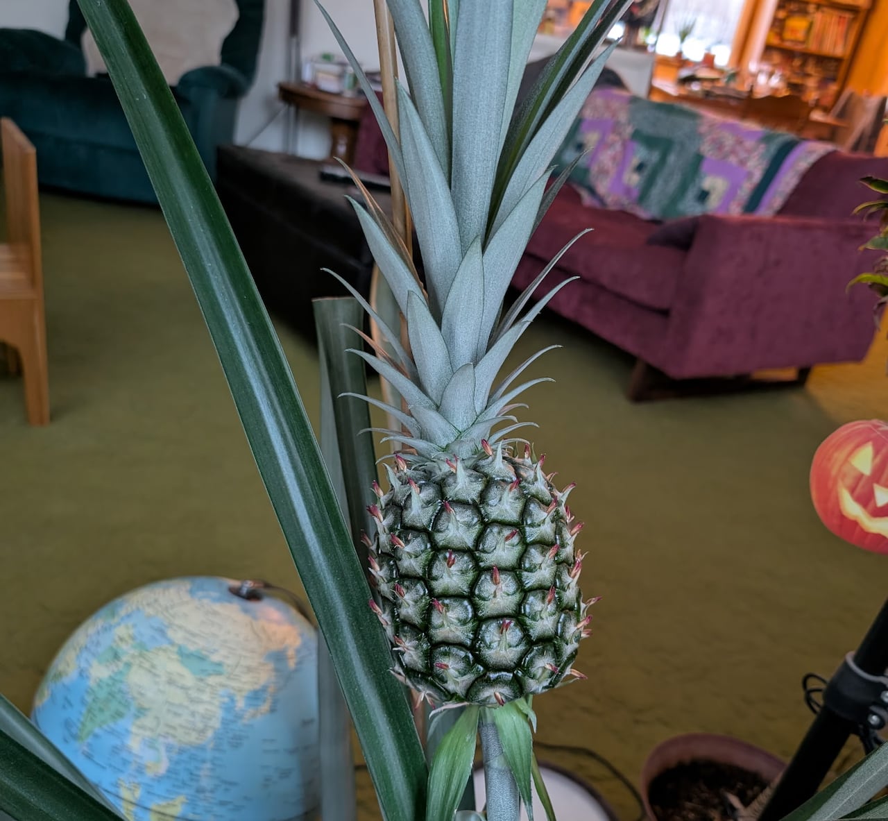  A pineapple growing on an indoor plant.