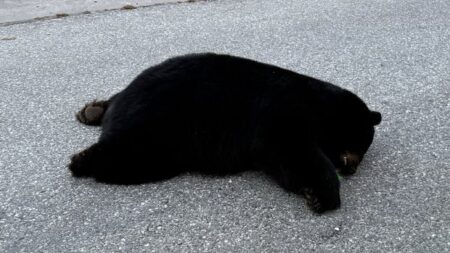 ‘Breaks my heart’: Investigation launched after black bear found dead on Sunshine Coast road
