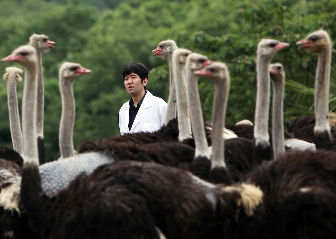 Yasuhiro Tsukamoto, ostrich antibody researcher and president at Kyoto Prefectural University, stands behind ostriches in Kobe City, Japan, in 2009.