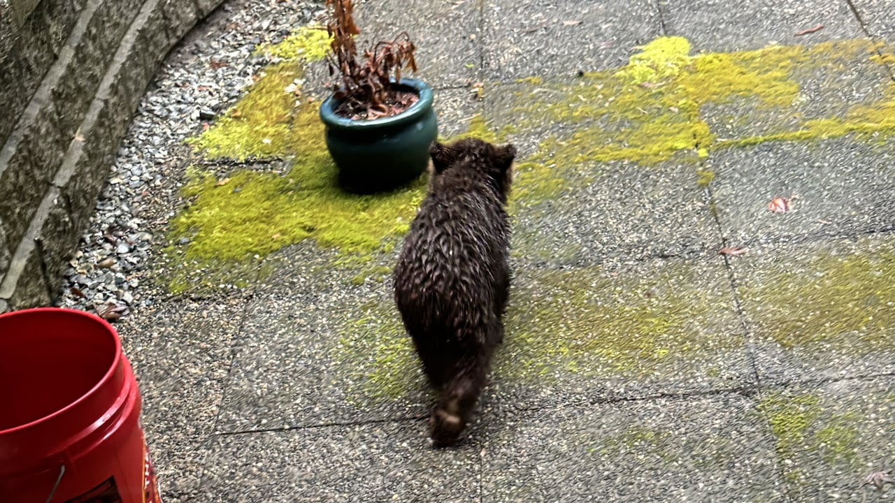 baby bear walking away