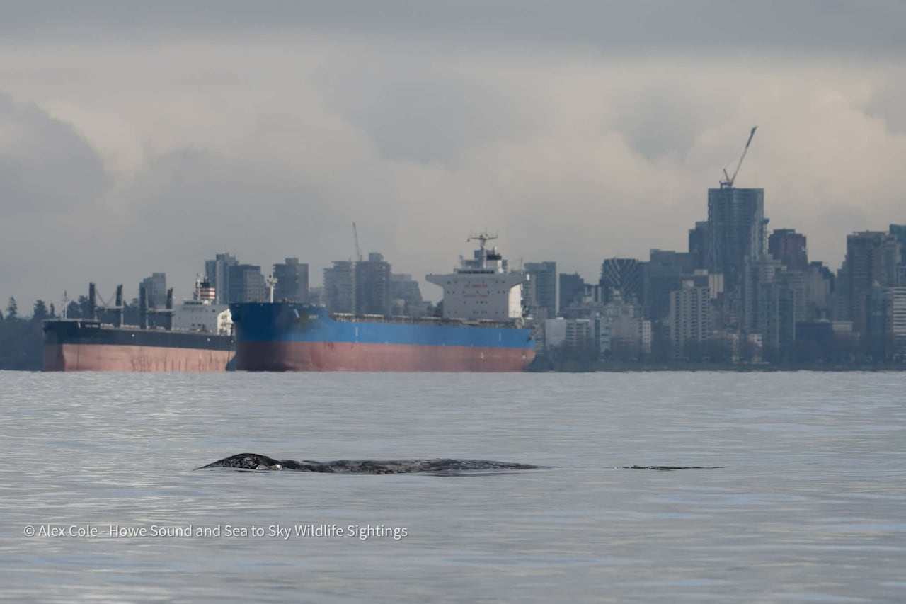 grey whale in Vancouver