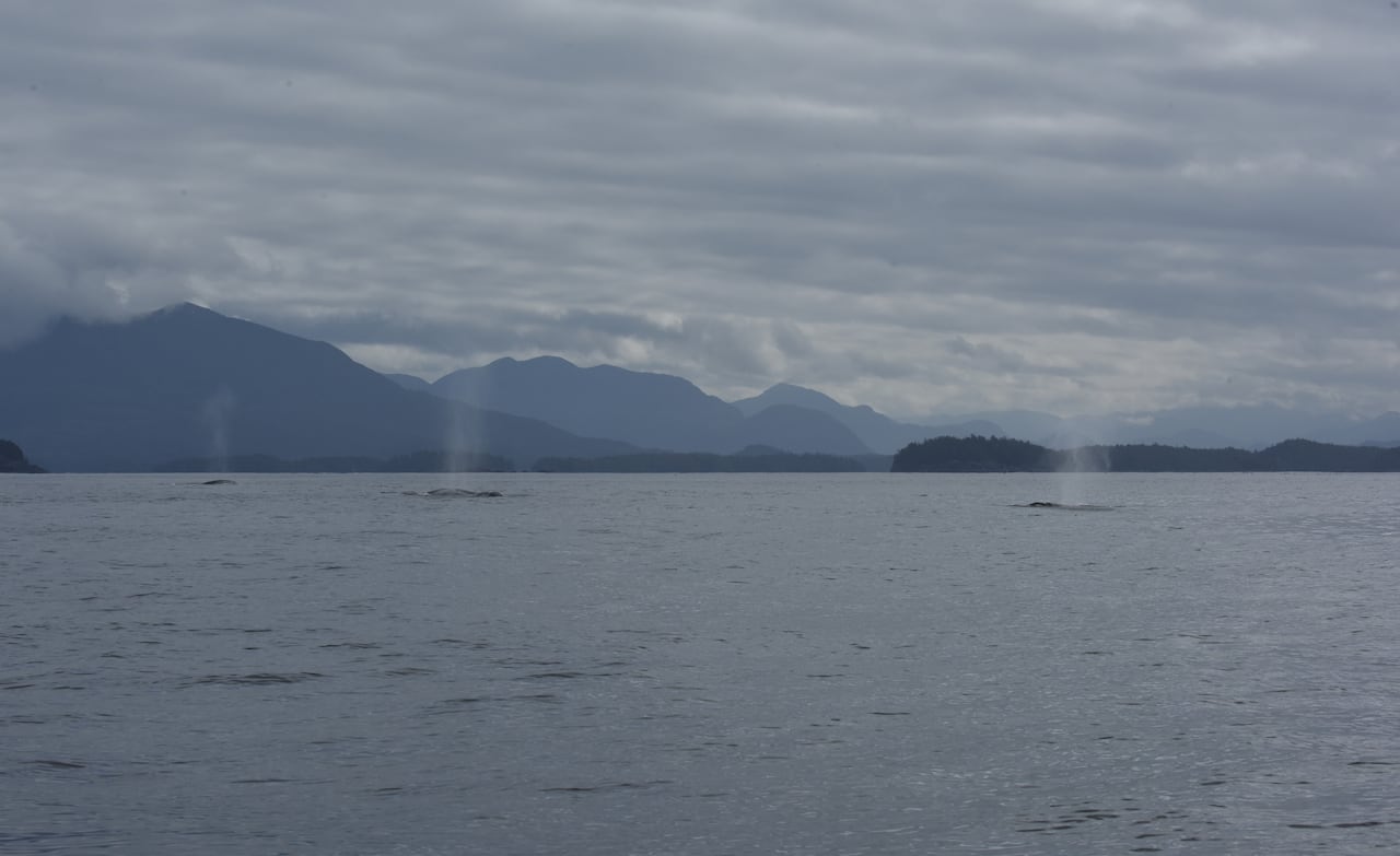 Three grey whale