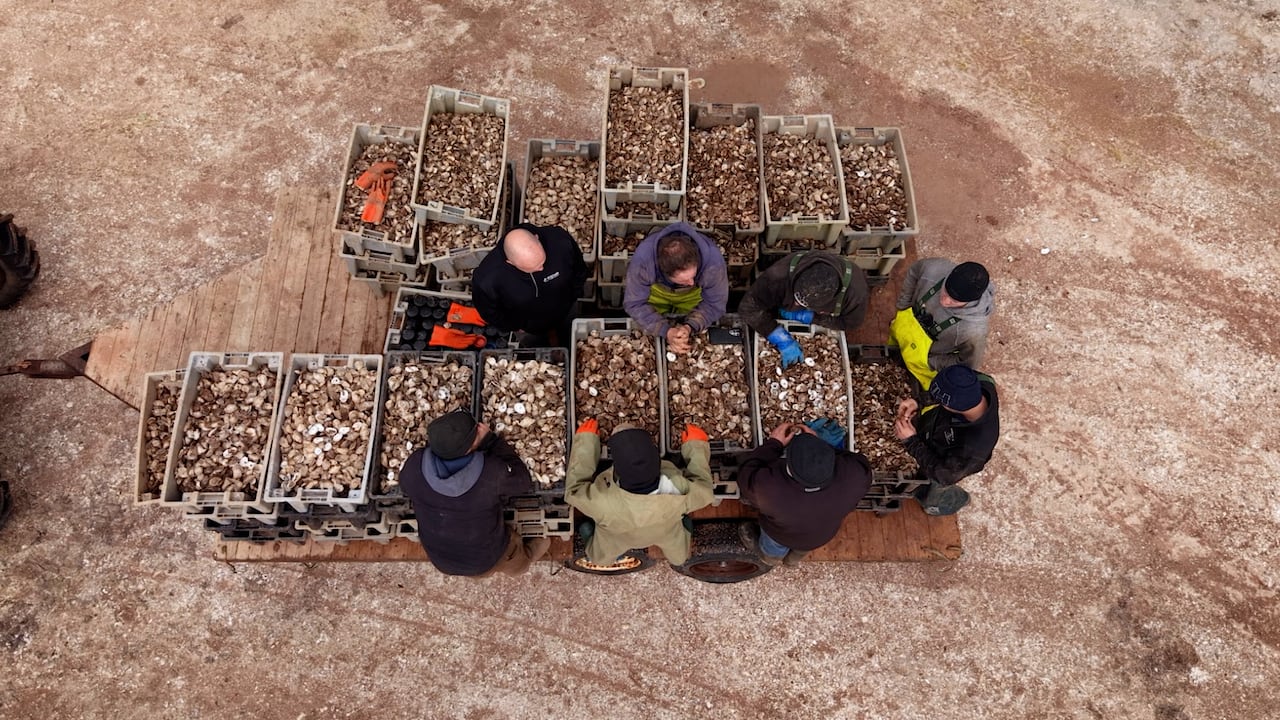 Men stand on a platform covered in bins full of oysters.