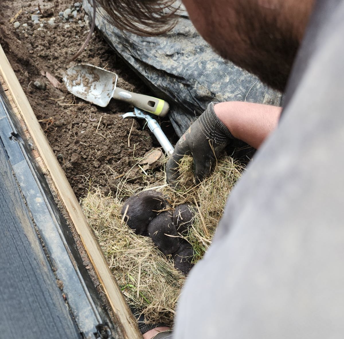 A man stands over otter pups