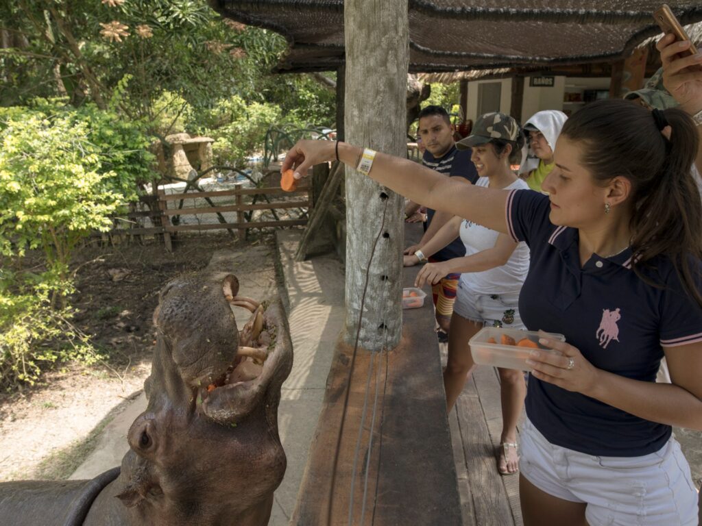 Colombia to cull up to 80 hippos linked to drug lord Pablo Escobar