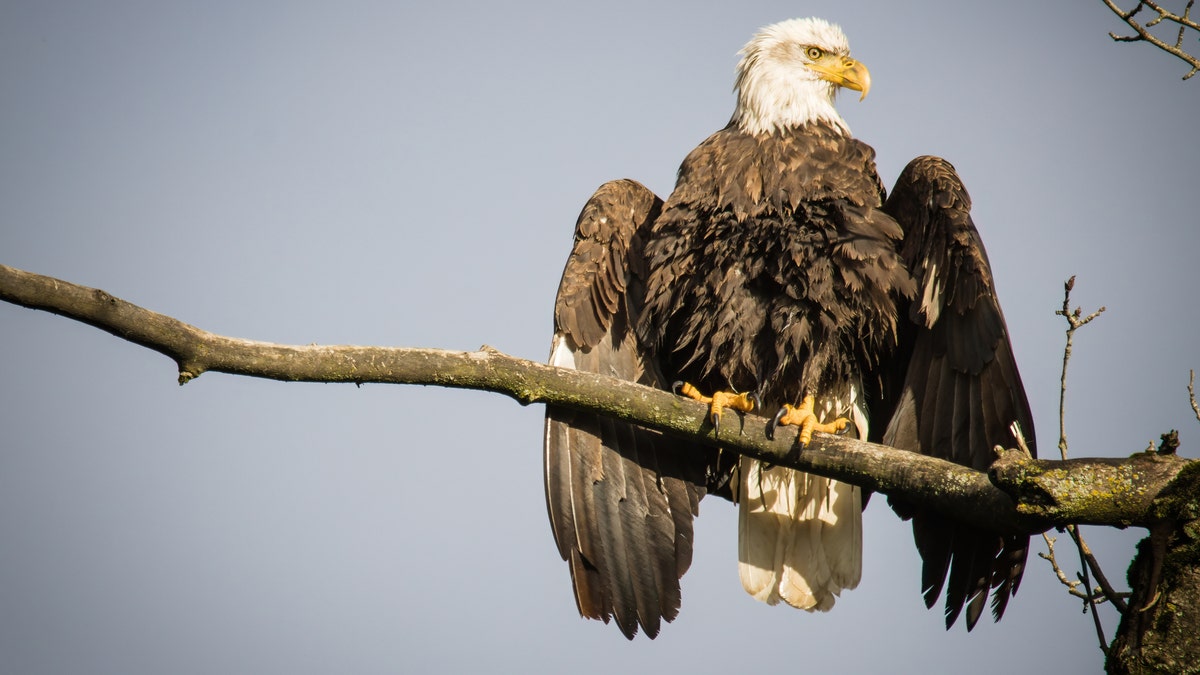 A bald eagle perched on a branch in a natural setting
