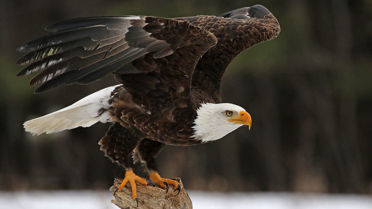 A bald eagle taking off with wings spread wide.