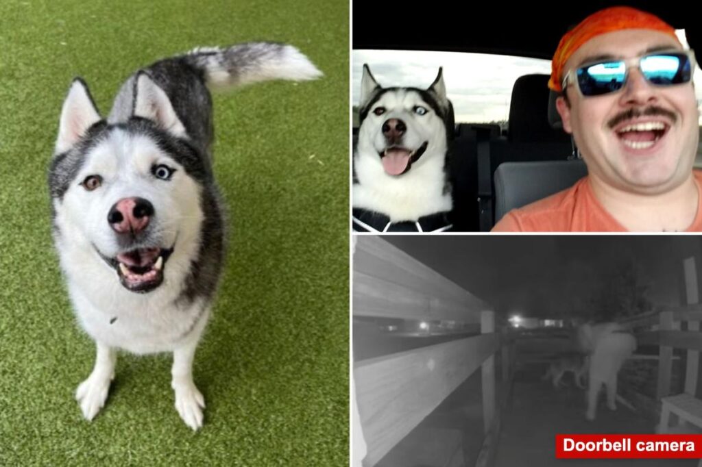 US Airman’s beloved husky, car allegedly stolen by house sitter while deployed overseas: ‘Lost a part of home’