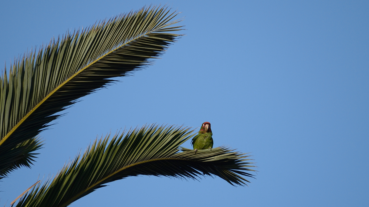 A parrot is seen on a palm tree near Long Beach, California.