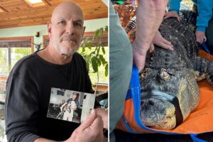 NY man gives up the fight for his 12-foot emotional support pet alligator