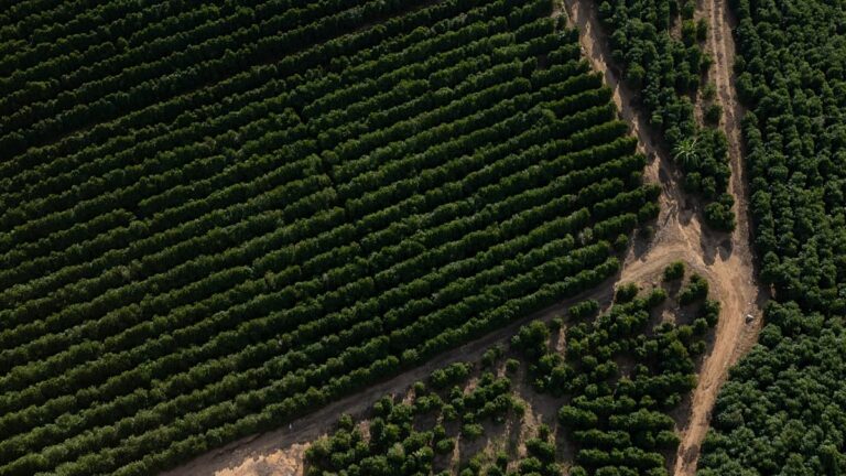 Did the EU-Mercosur deal allow contaminated coffee into Europe?