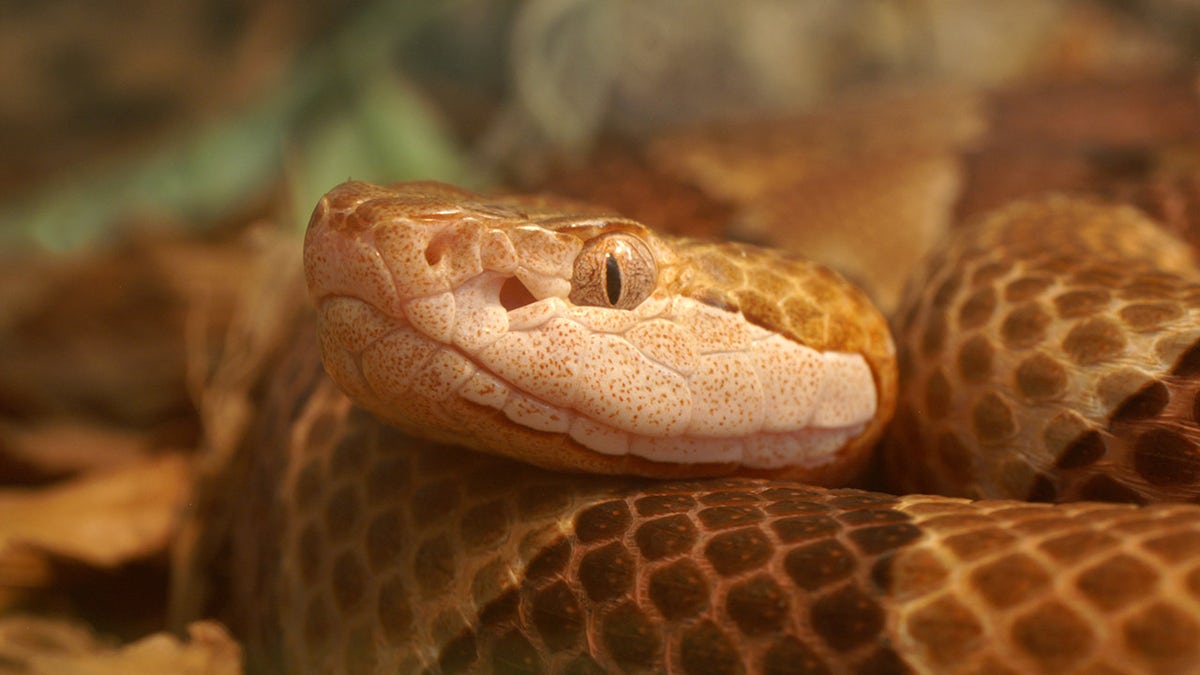 Copperhead snake coiled and resting on a natural surface