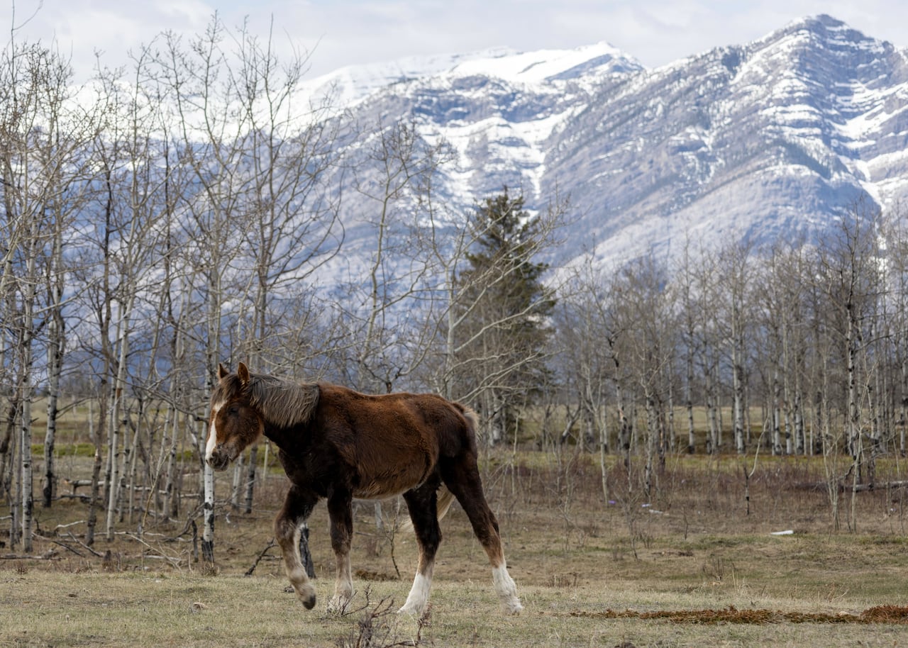 A horse in front of a mountain.