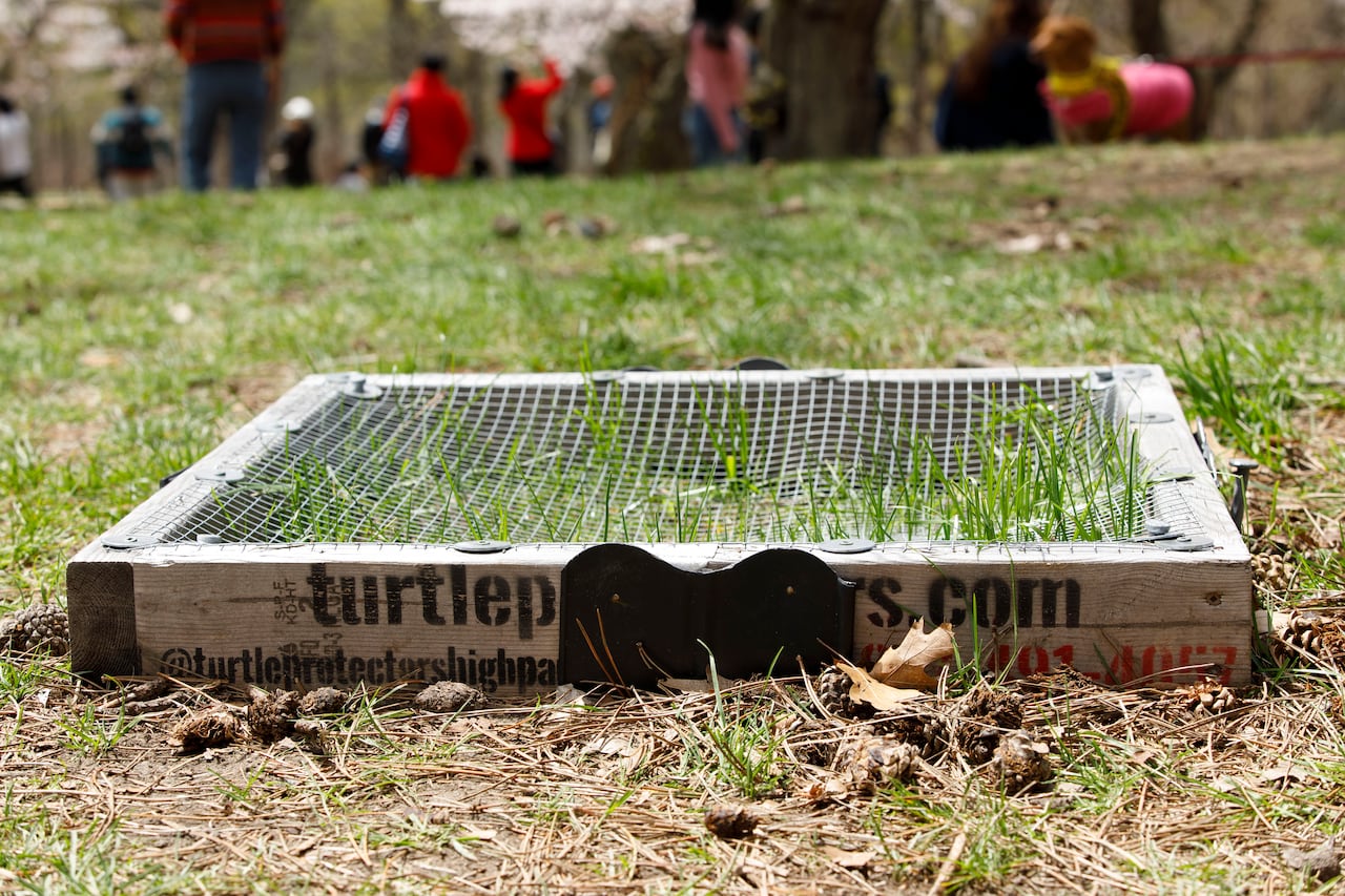 A cover made of chicken wire and wood edges covers a grassy area, with people in the distance near a cherry grove.