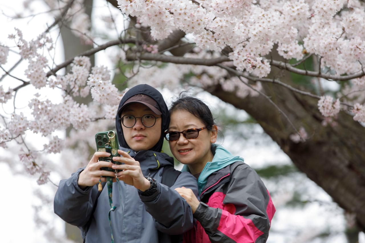 A mother and son taking a selfie in front of blooming cherry trees at a park.