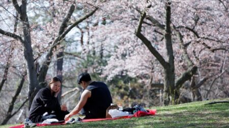 IN PHOTOS | Toronto’s High Park cherry blossoms in peak bloom