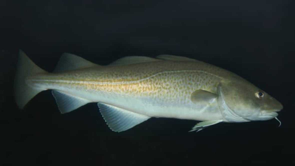 A fish on a black background.