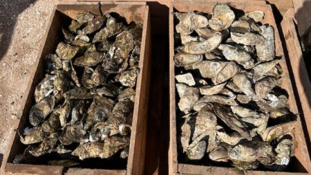 Seed imports, licence buyback program part of federal support for P.E.I.’s oyster industry