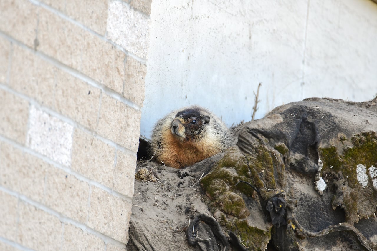 A yellow-bellied marmot sits next to its burrow underneath the Teaching and Learning building at UNBC's Prince George campus.