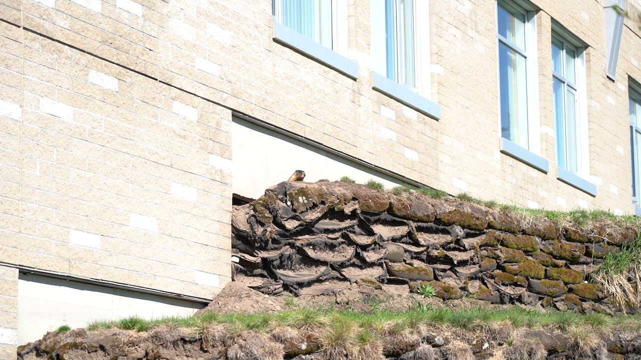 A yellow-bellied marmot sits at the top of a rocky hill next to a university building.