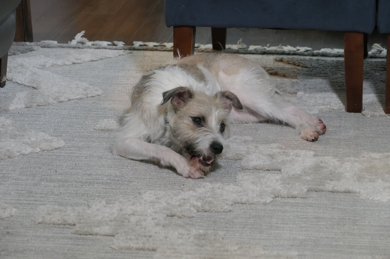 A picture of a white dog eating a bone