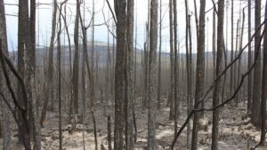 N.W.T. battles 3 wildfires as season gets underway