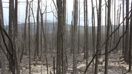 N.W.T. battles 3 wildfires as season gets underway