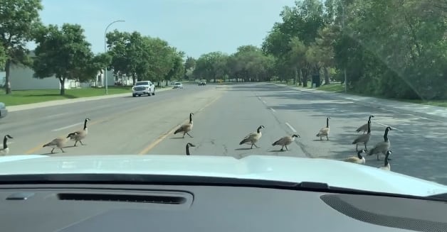 A line of geese cross a road, as watched from the inside of a car.