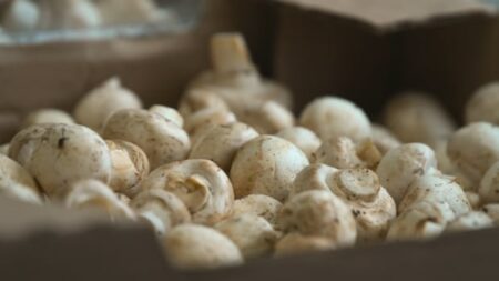 U.S. slaps tariffs on fresh Canadian mushrooms, claims growers getting unfair subsidies