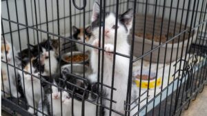 57 kittens, 8 cats rescued, 1 man arrested after investigation into alleged animal cruelty: police