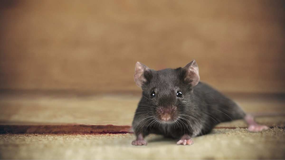 Mouse