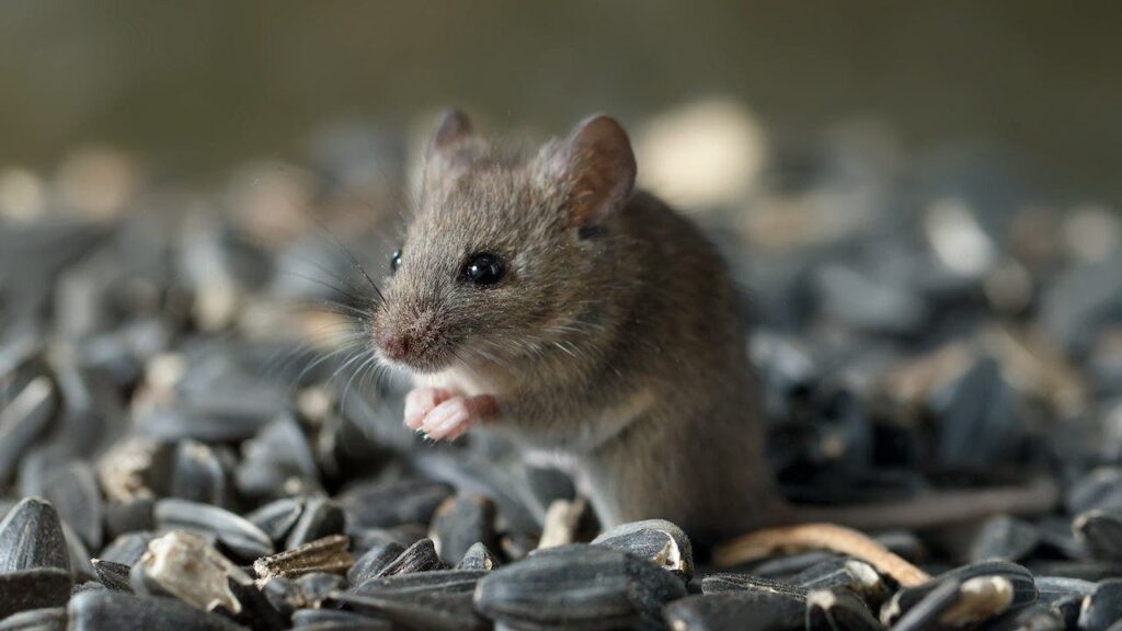 Hantavirus exposure risk may be higher than believed in parts of US, study finds