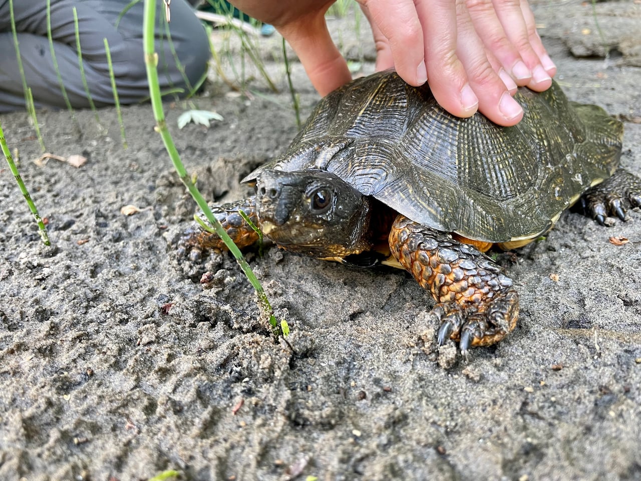 A turtle on a patch of dirt with a few grass roots sprouting.