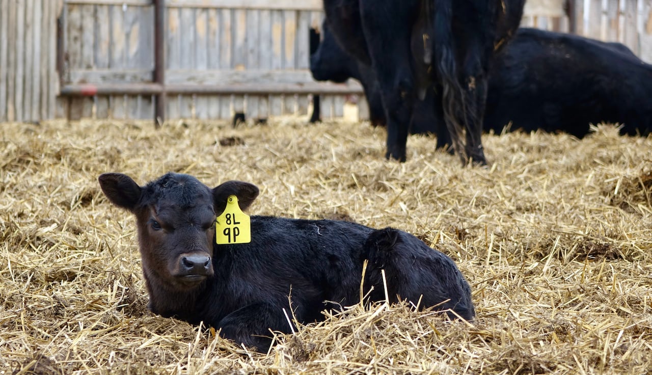 A black calf with a yellow ear tag lies on some straw.
