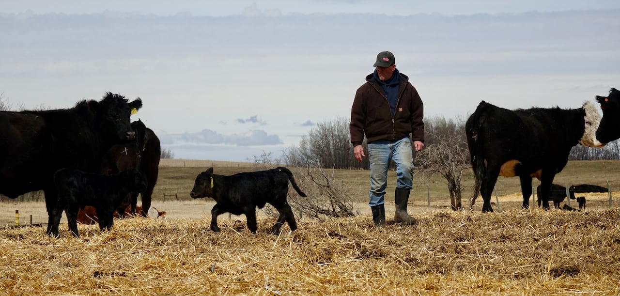 A farmer walks through a cattle pasture wearing a black jacket, blue jeans, and rubber boots.