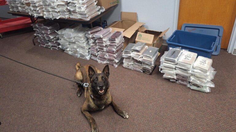 Nebraska K9 sniffs out 525 pounds of cocaine during routine traffic stop, leading to California man’s arrest