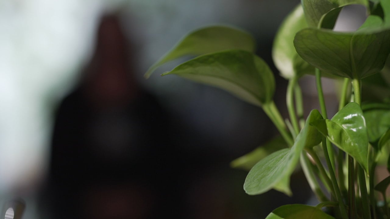 A woman appears in shadow behind a potted plant.