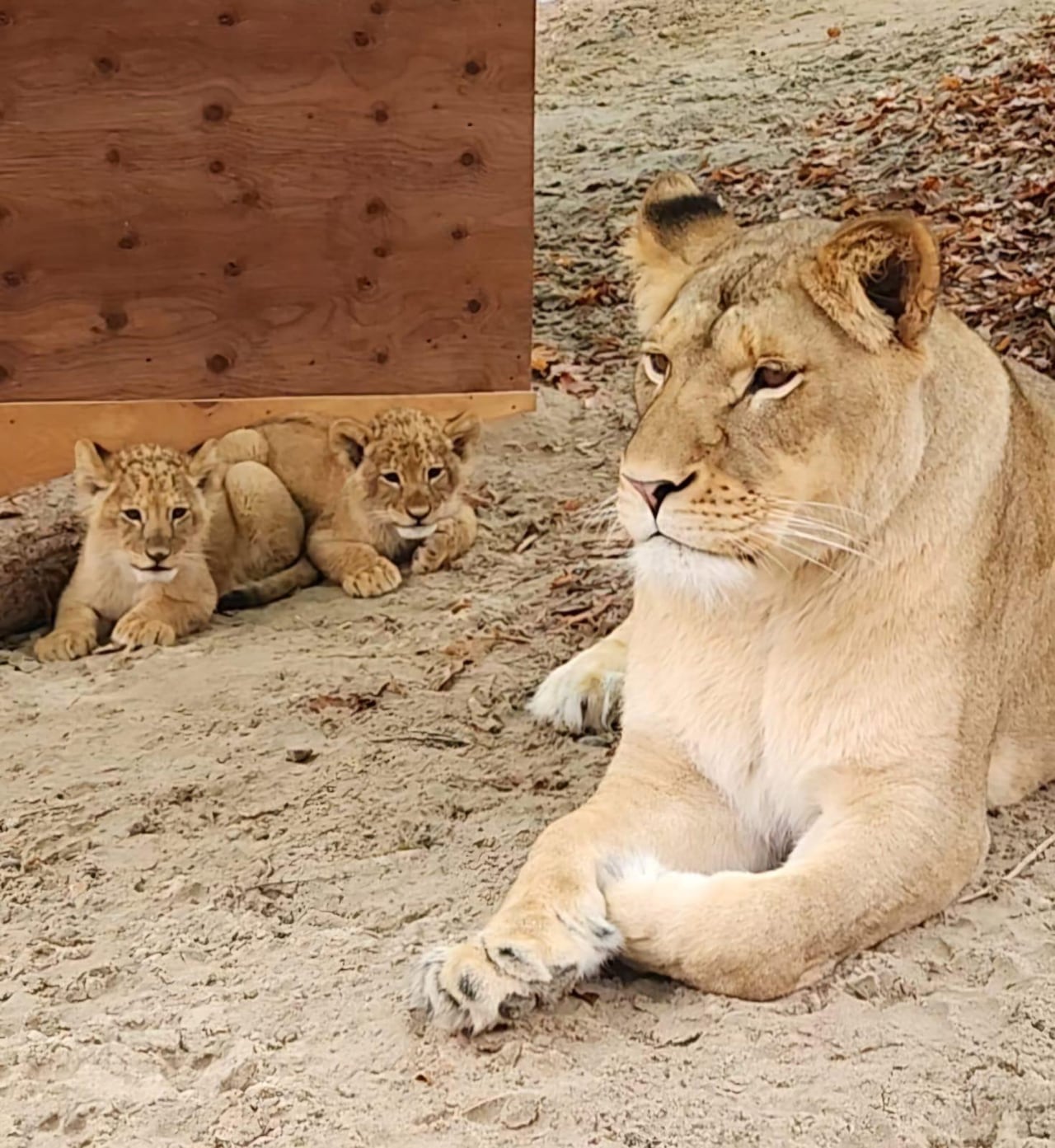 A mother lion lies in some dirt next to two adorable cubs.