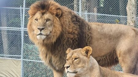Wildlife sanctuary, neighbours in rift over potentially housing large exotic animals near Parry Sound, Ont.