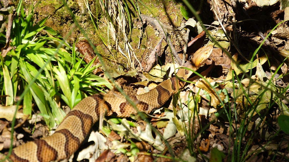 Copperhead snake slithering through grass