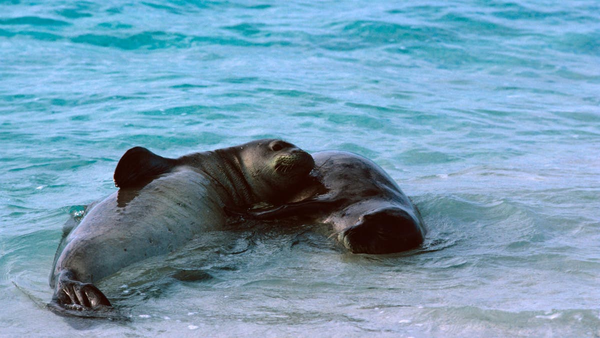 Two Hawaiian monk seals in surf at Midway Atoll National Wildlife Refuge