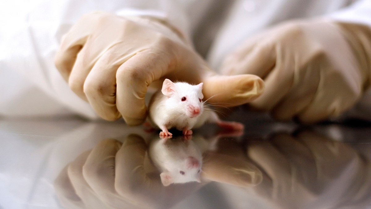A white lab mouse held by a gloved hand in a laboratory setting