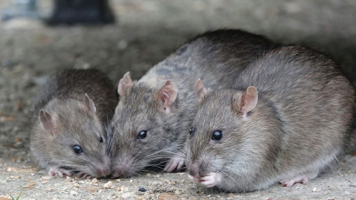 Rats