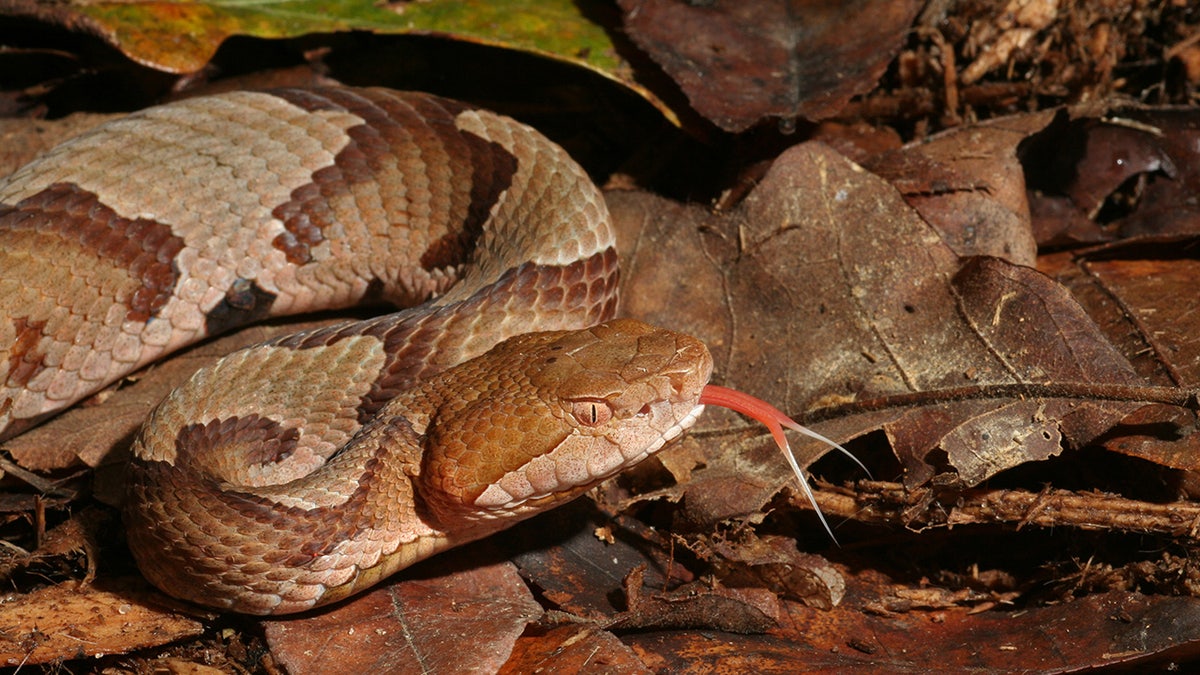 Copperhead snake flicking its tongue in natural setting