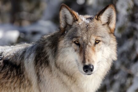 Wyoming plans to cut wolf hunt in half to buoy Yellowstone region’s population