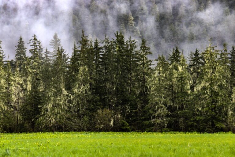 Southeast Alaskans largely critical of new direction on Tongass management plan, process