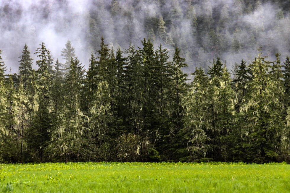 Southeast Alaskans largely critical of new direction on Tongass management plan, process