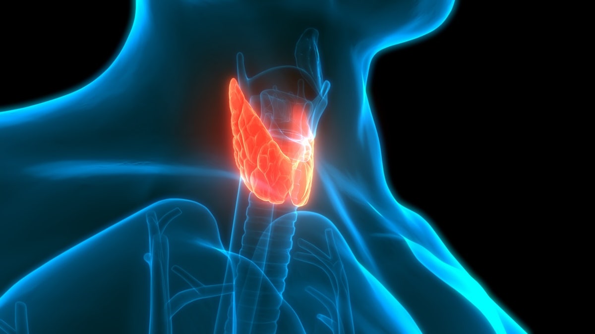 3D illustration of human thyroid gland showing lobes and voice box