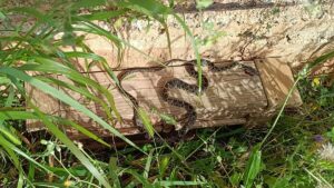 A snake invasion is threatening Ibiza and Mallorca